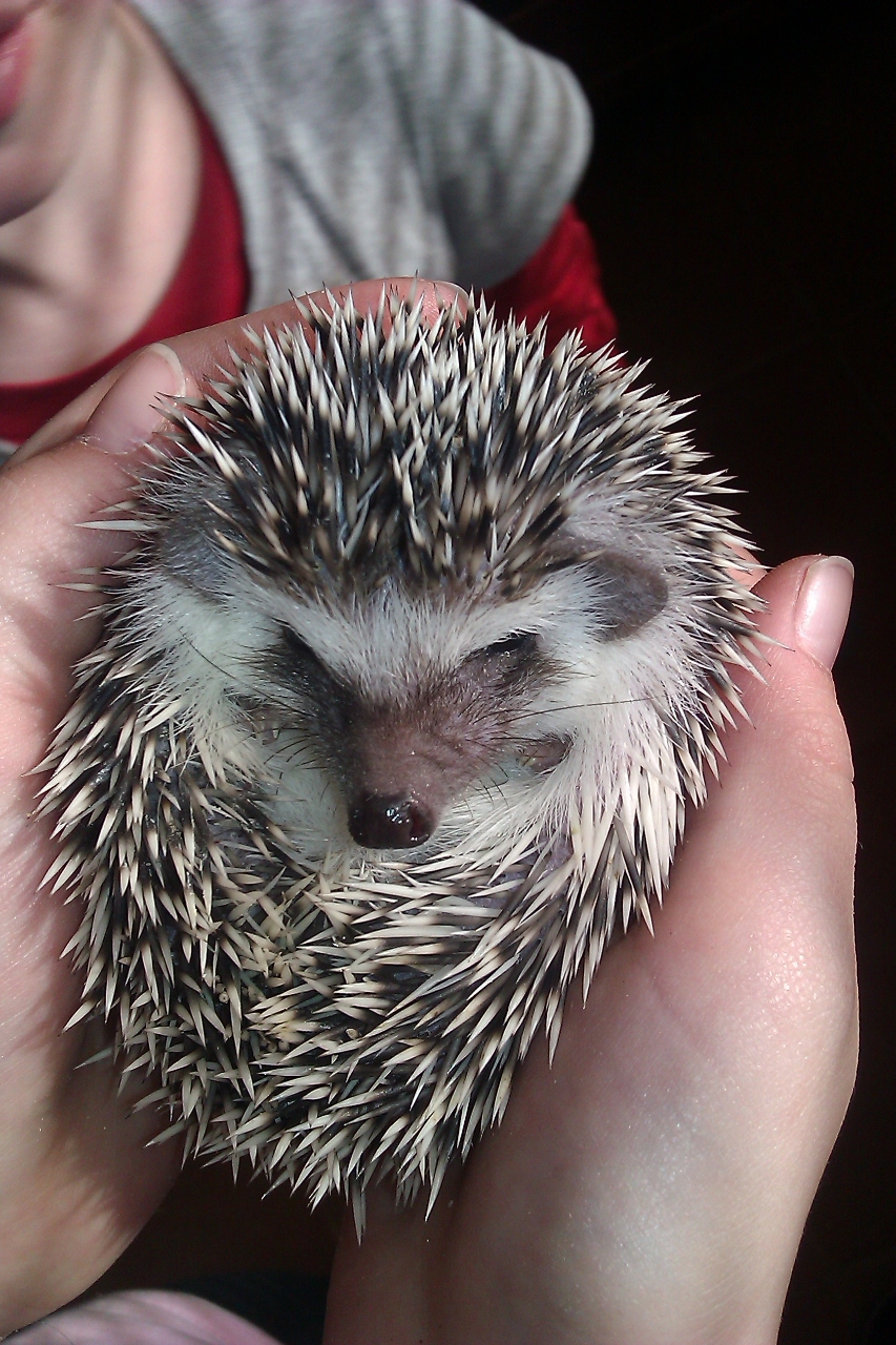 Sunode Examples Sünjeink / Our hedgies :: Black & White Hedgies Sünöde